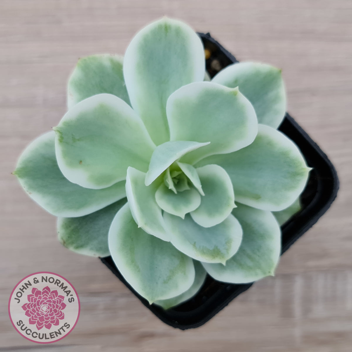 Echeveria Lemon Rose Variegated