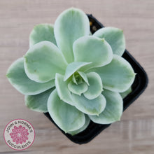 Load image into Gallery viewer, Echeveria Lemon Rose Variegated
