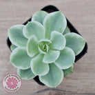 Echeveria Lemon Rose Variegated