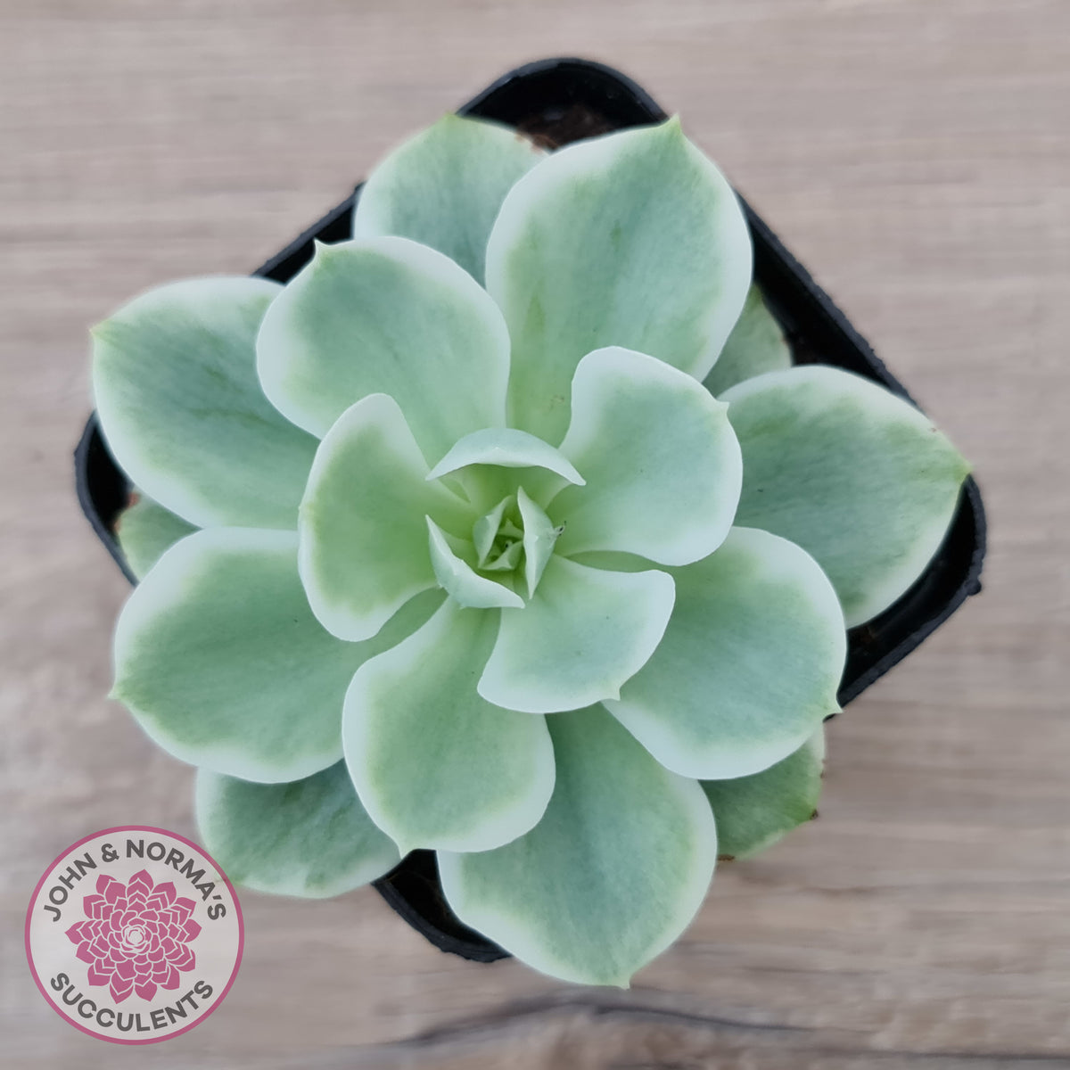 Echeveria Lemon Rose Variegated
