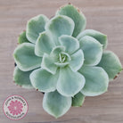 Echeveria Lemon Rose Variegated