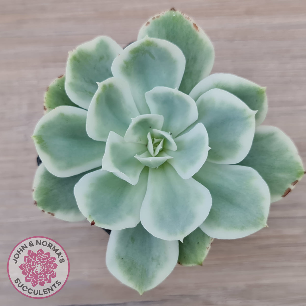 Echeveria Lemon Rose Variegated