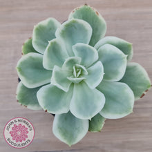 Load image into Gallery viewer, Echeveria Lemon Rose Variegated
