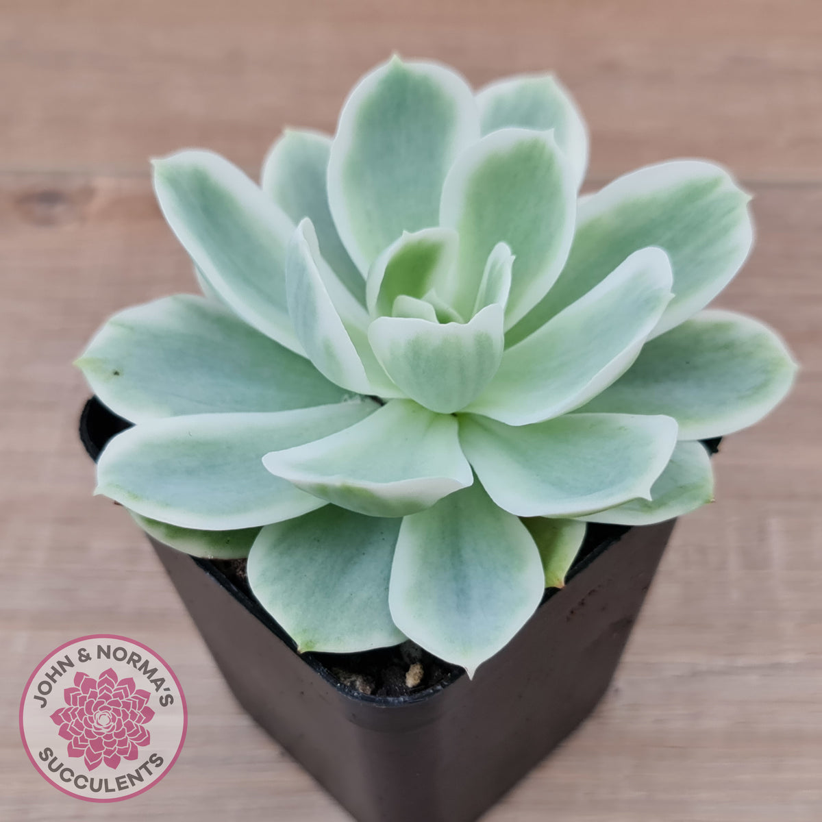 Echeveria Lemon Rose Variegated