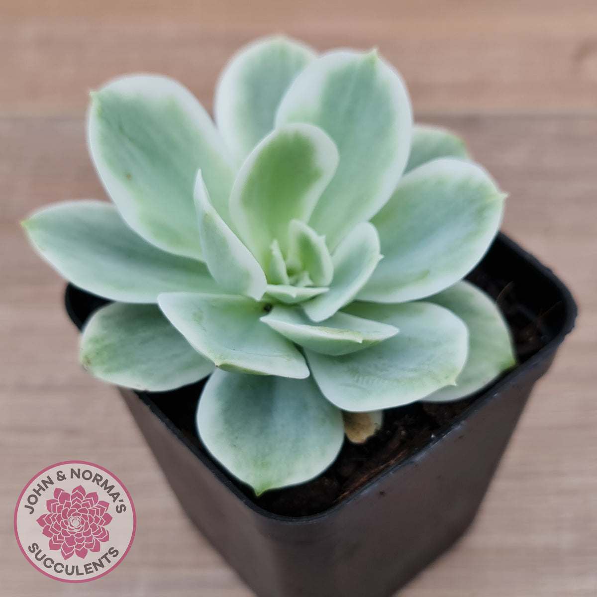 Echeveria Lemon Rose Variegated