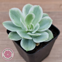 Load image into Gallery viewer, Echeveria Lemon Rose Variegated
