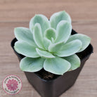 Echeveria Lemon Rose Variegated