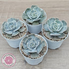 Echeveria Lilacina Marble Variegated