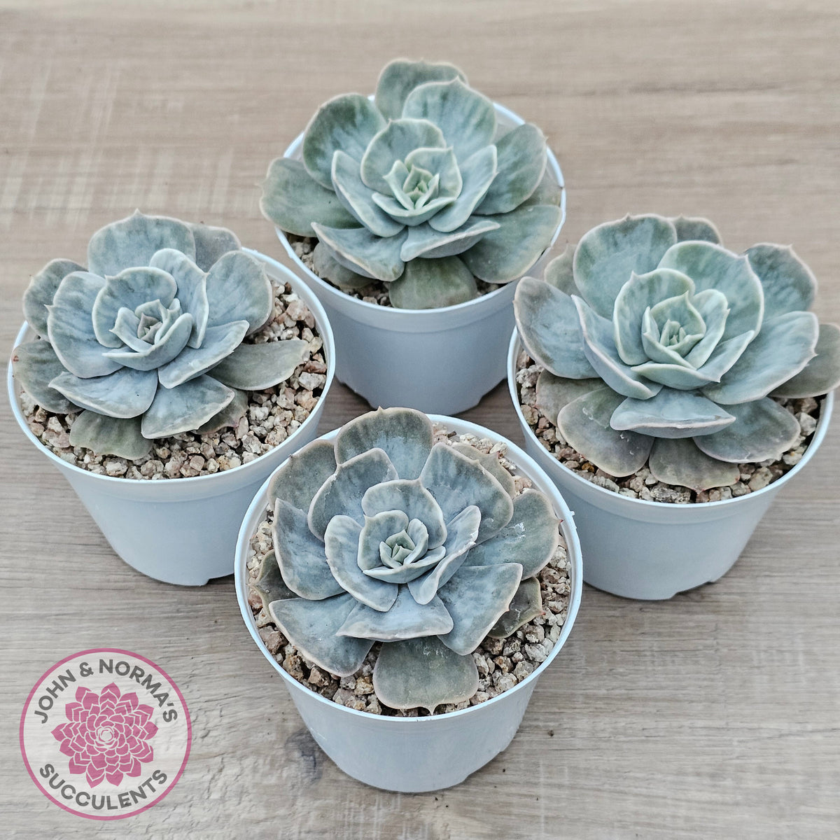 Echeveria Lilacina Marble Variegated