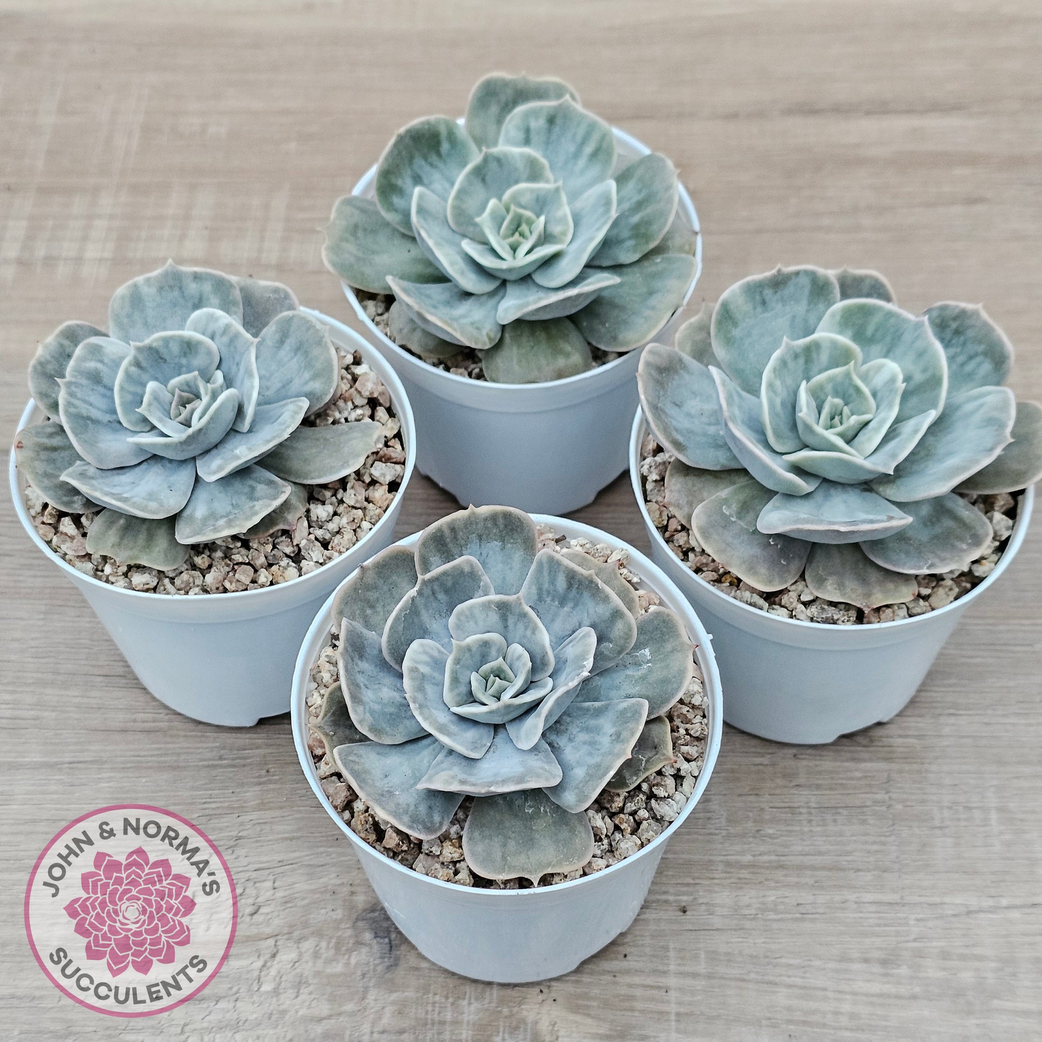 kew marble succulent Buy Echeveria Lilacina Marble Variegated Australia