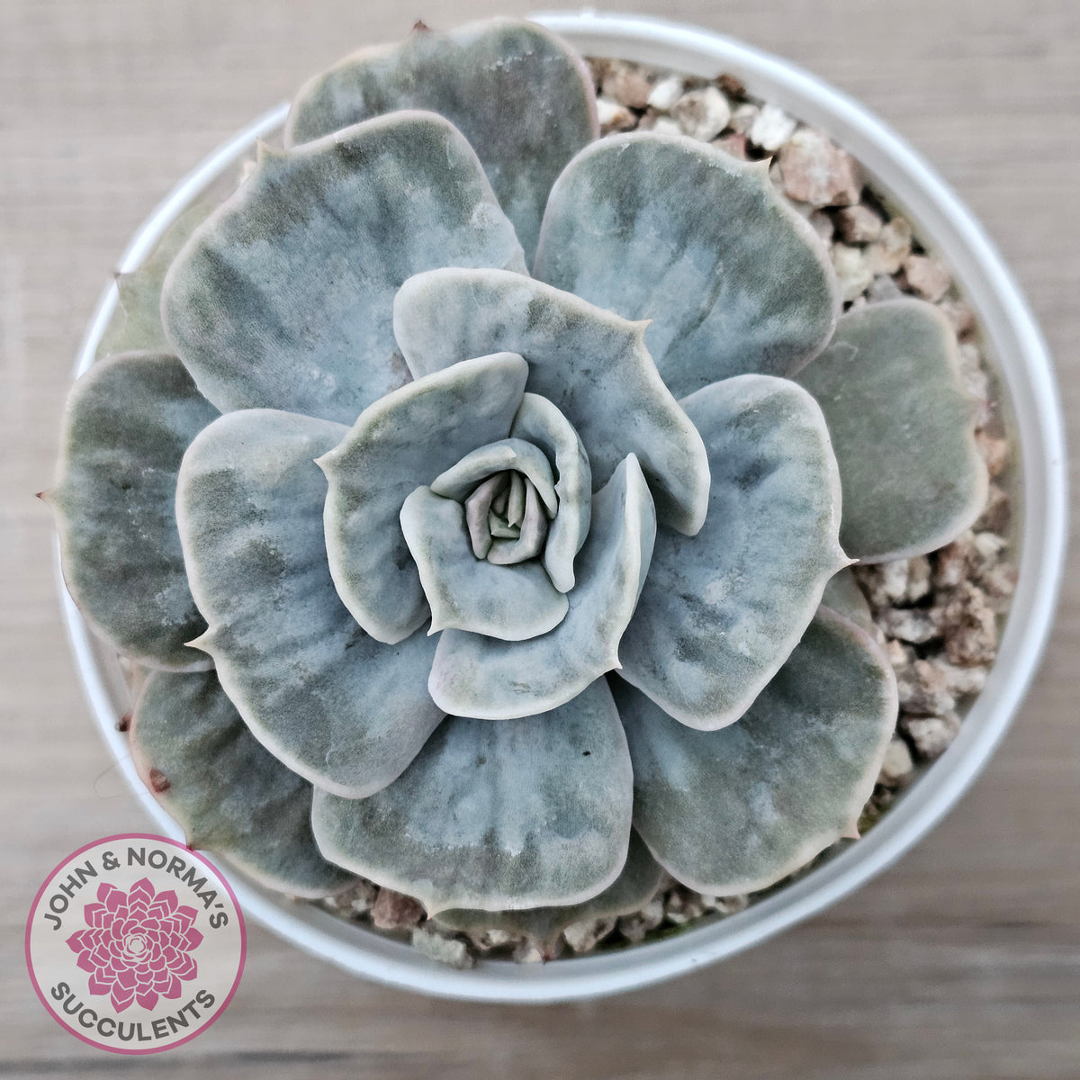 Echeveria Lilacina Marble Variegated