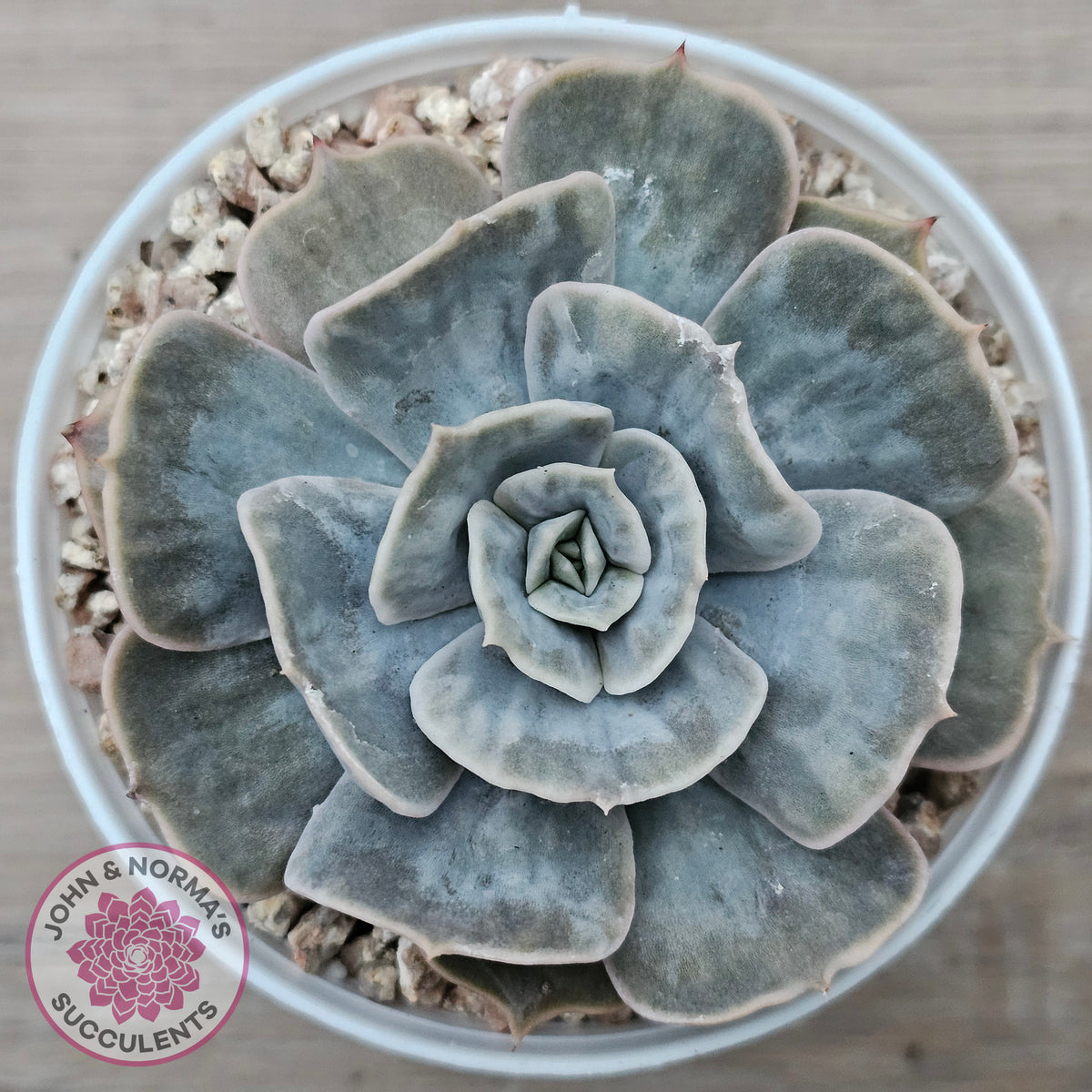 Echeveria Lilacina Marble Variegated
