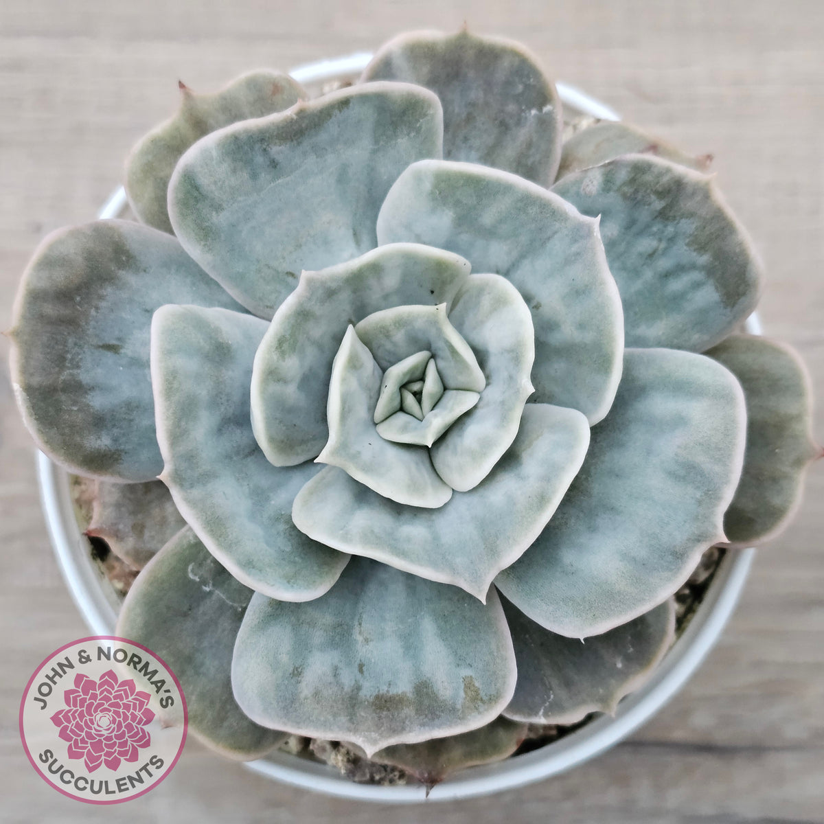 Echeveria Lilacina Marble Variegated