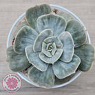 Echeveria Lilacina Marble Variegated