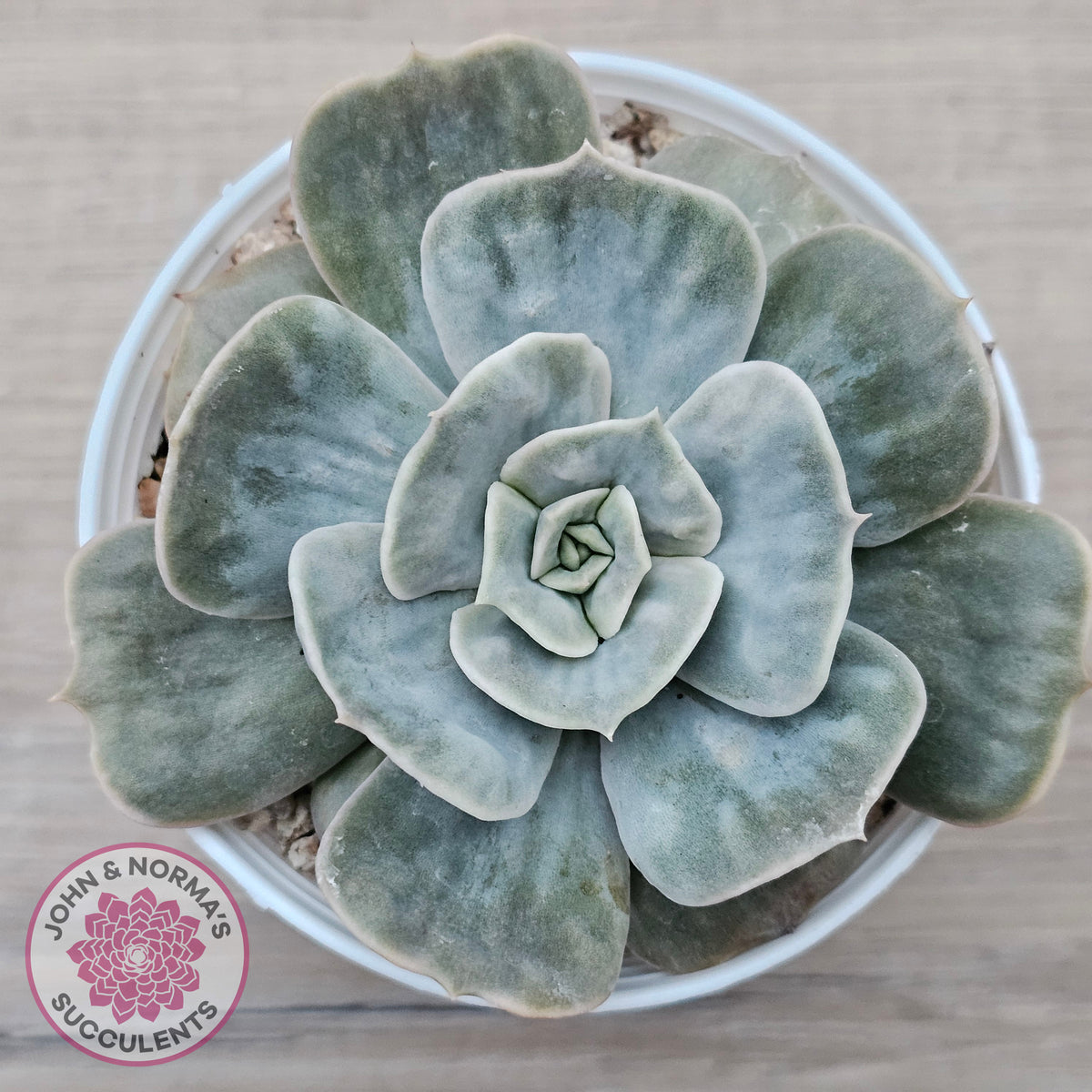 Echeveria Lilacina Marble Variegated