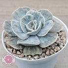 Echeveria Lilacina Marble Variegated