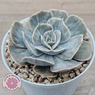 Echeveria Lilacina Marble Variegated