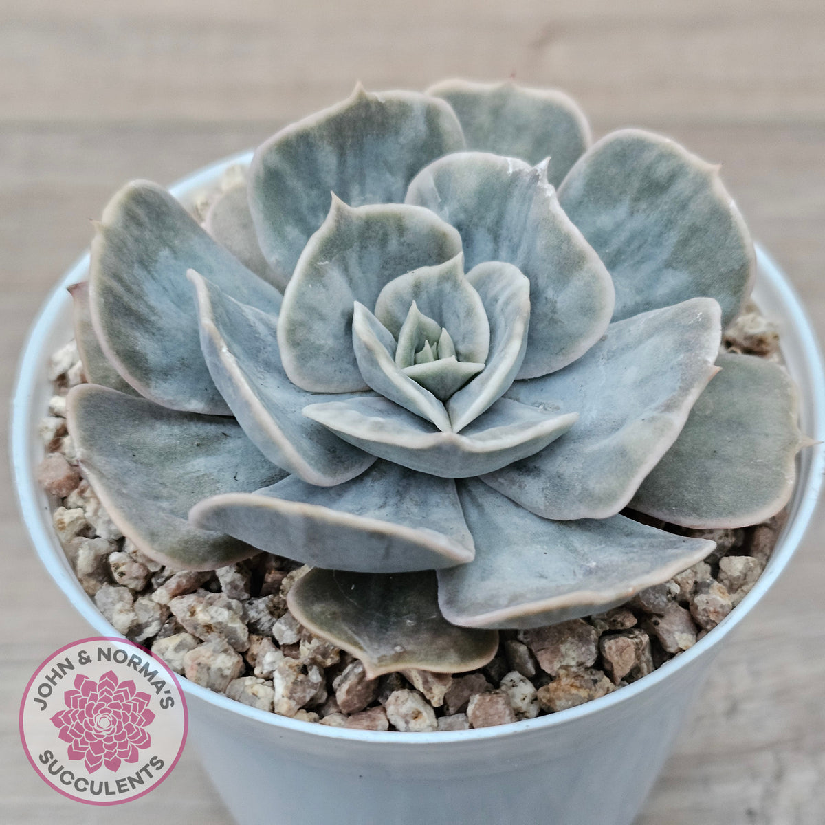 Echeveria Lilacina Marble Variegated