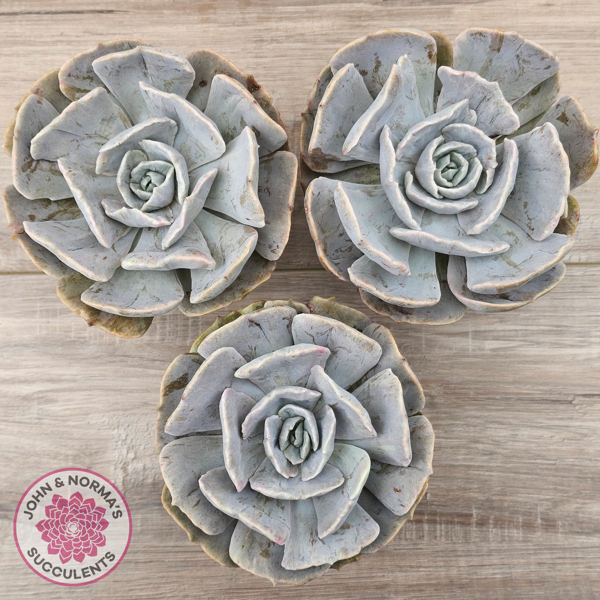 Echeveria Lilacina Monstrose (Same Plants)