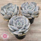 Echeveria Lilacina Monstrose (Same Plants)