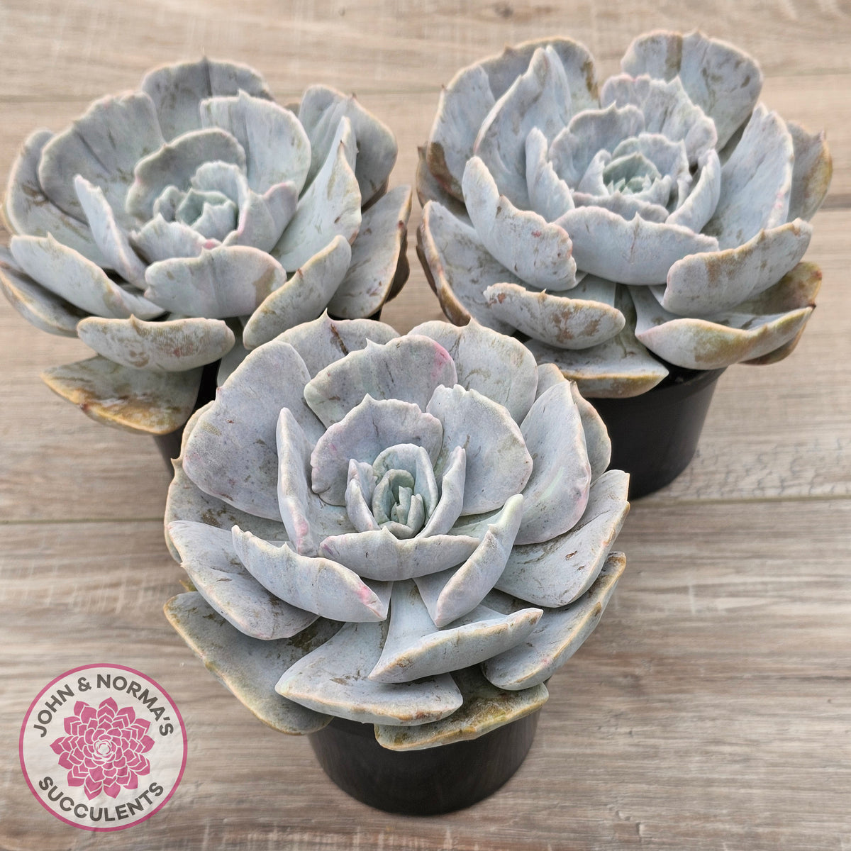 Echeveria Lilacina Monstrose (Same Plants)