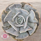 Echeveria Lilacina Monstrose (Same Plants)