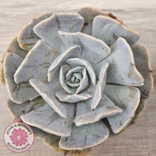 Load image into Gallery viewer, Echeveria Lilacina Monstrose (Same Plants)
