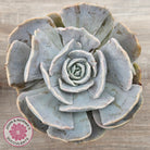 Echeveria Lilacina Monstrose (Same Plants)