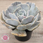 Echeveria Lilacina Monstrose (Same Plants)