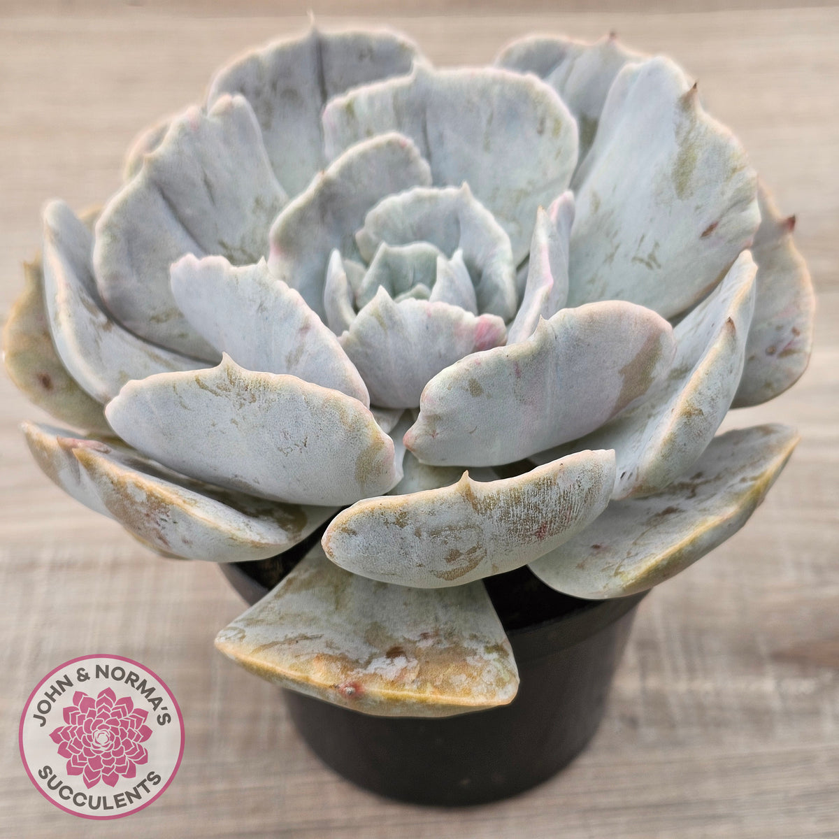Echeveria Lilacina Monstrose (Same Plants)