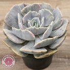 Echeveria Lilacina Monstrose (Same Plants)