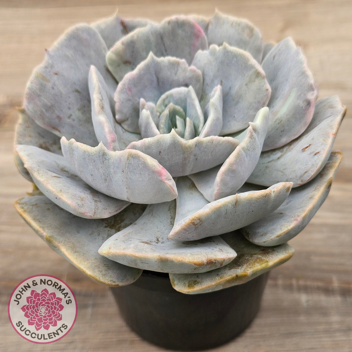 Echeveria Lilacina Monstrose (Same Plants)