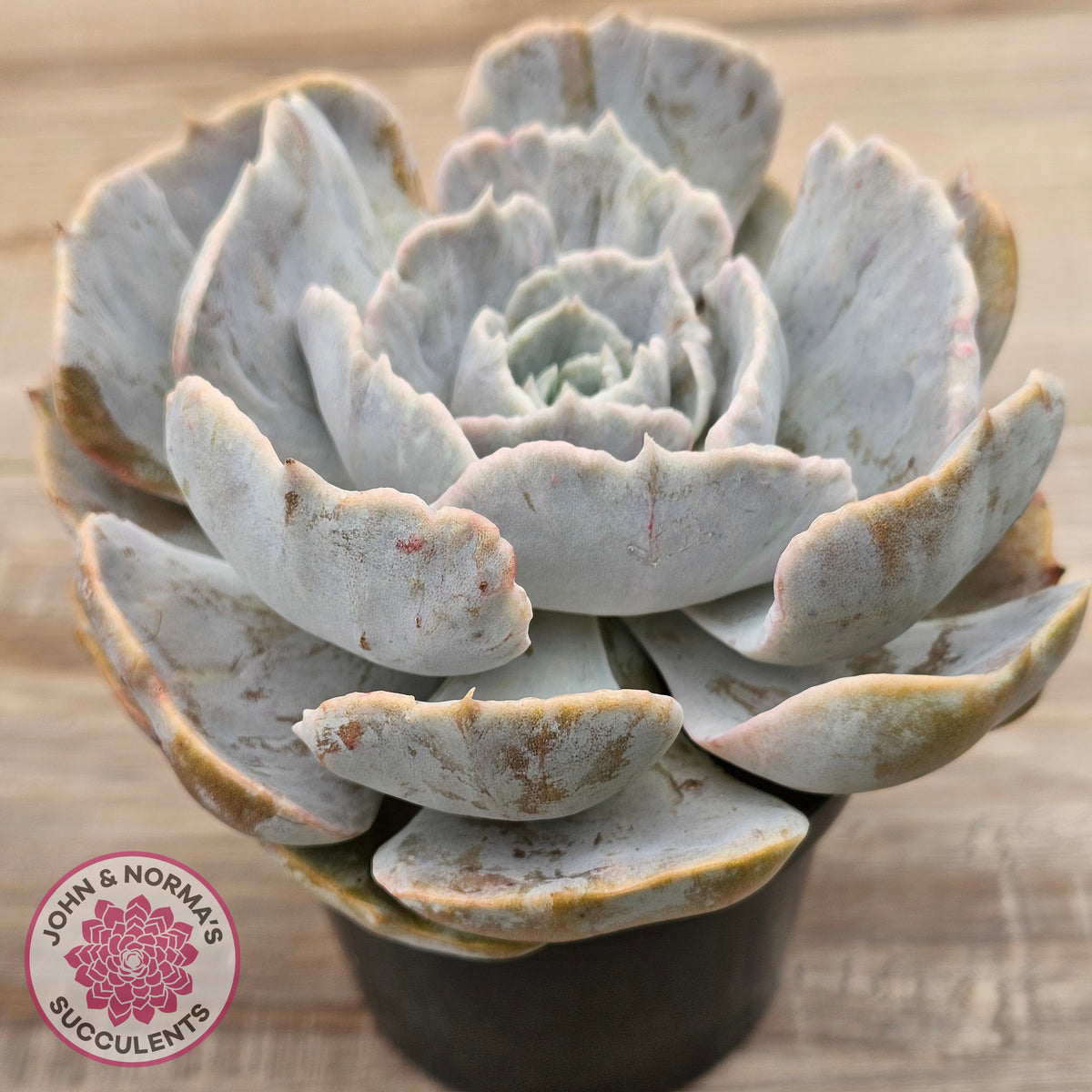 Echeveria Lilacina Monstrose (Same Plants)