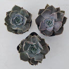 Echeveria 'Linda Jean'