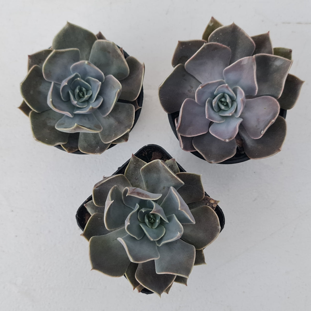 Echeveria 'Linda Jean'