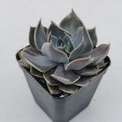 Echeveria 'Linda Jean'