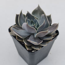 Load image into Gallery viewer, Echeveria &#39;Linda Jean&#39;
