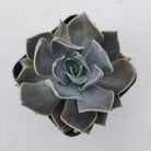 Echeveria 'Linda Jean'