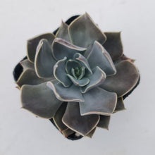 Load image into Gallery viewer, Echeveria &#39;Linda Jean&#39;
