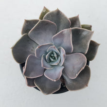 Load image into Gallery viewer, Echeveria &#39;Linda Jean&#39;
