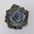 Echeveria 'Linda Jean'