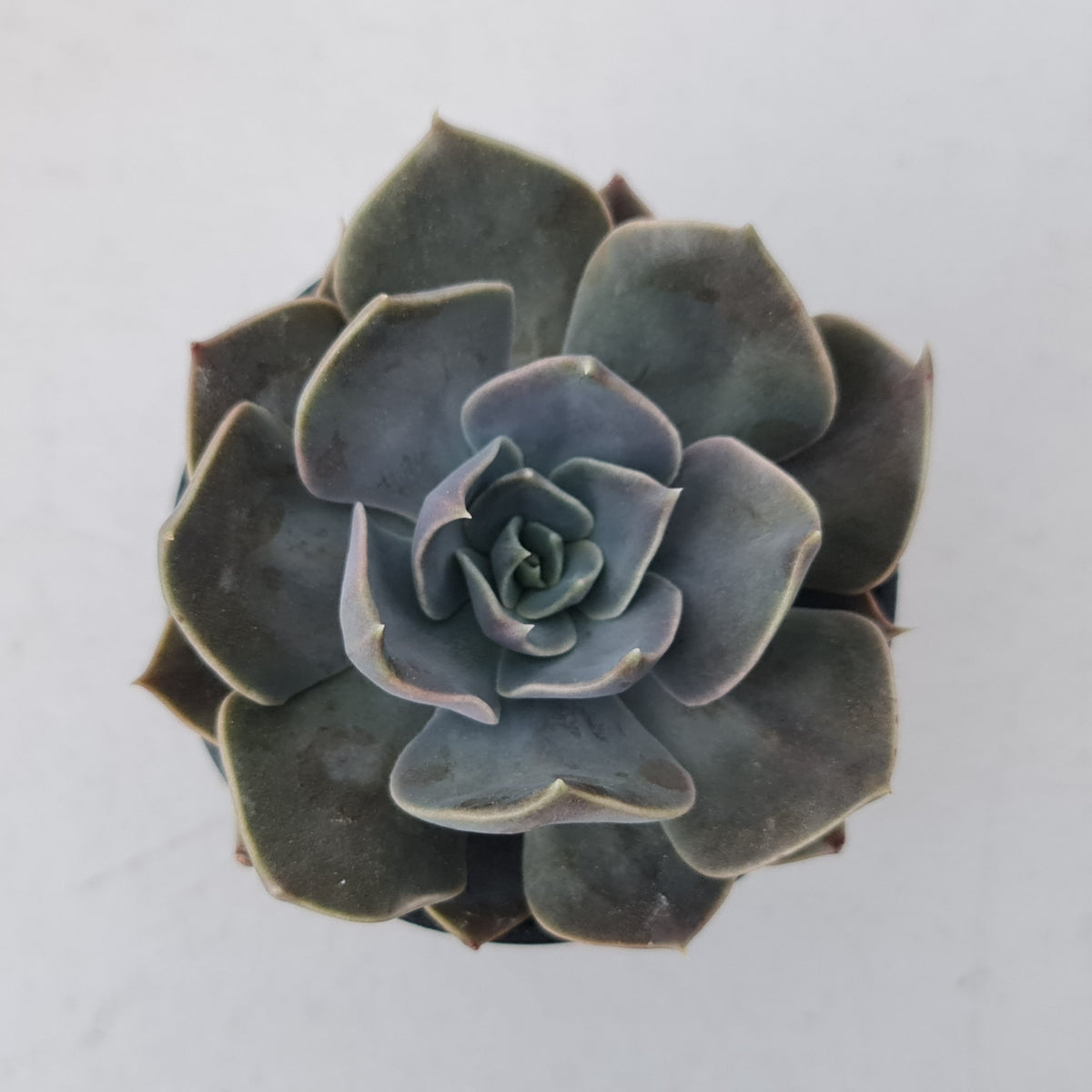 Echeveria 'Linda Jean'