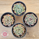 Echeveria 'Lip Gloss'