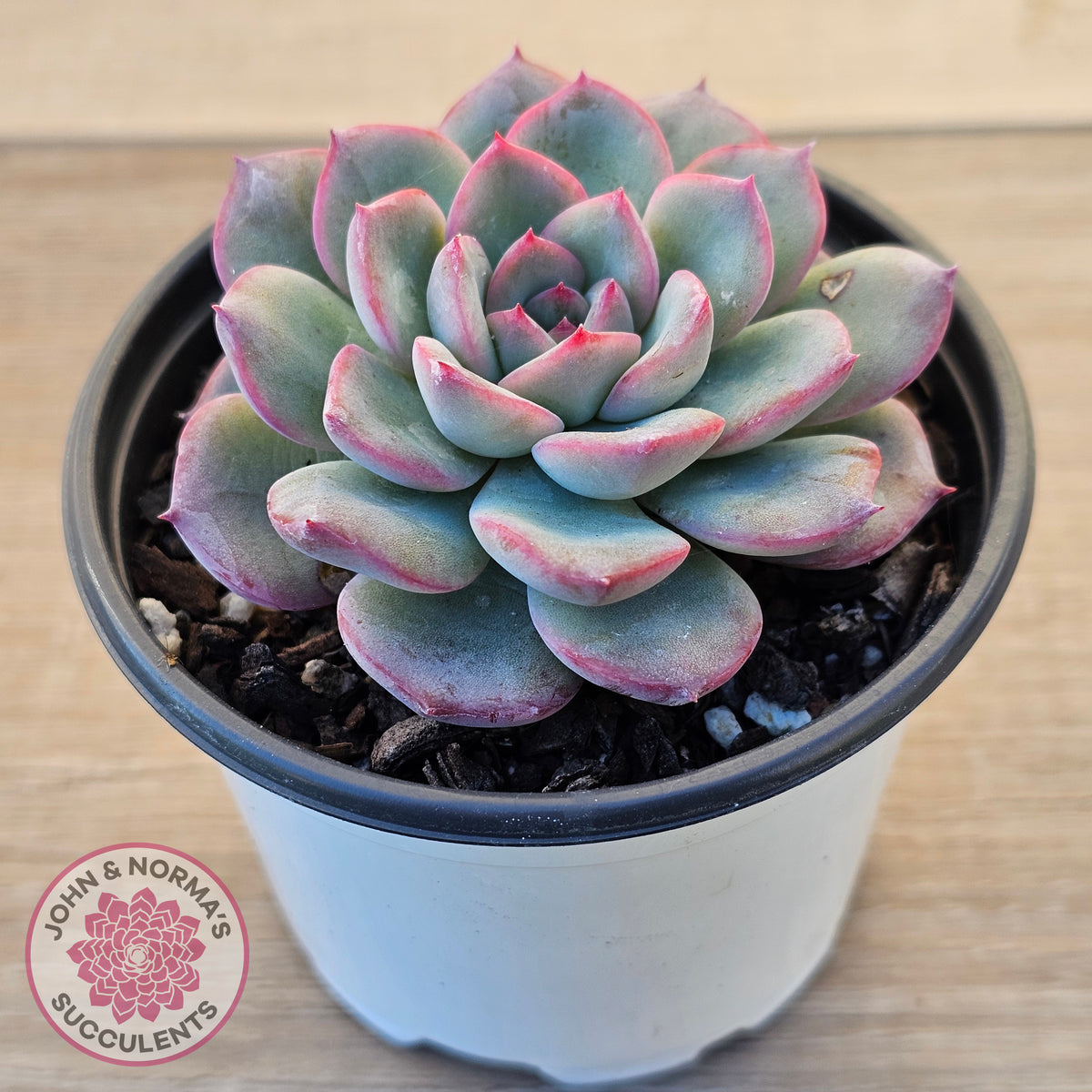 Echeveria 'Lip Gloss'