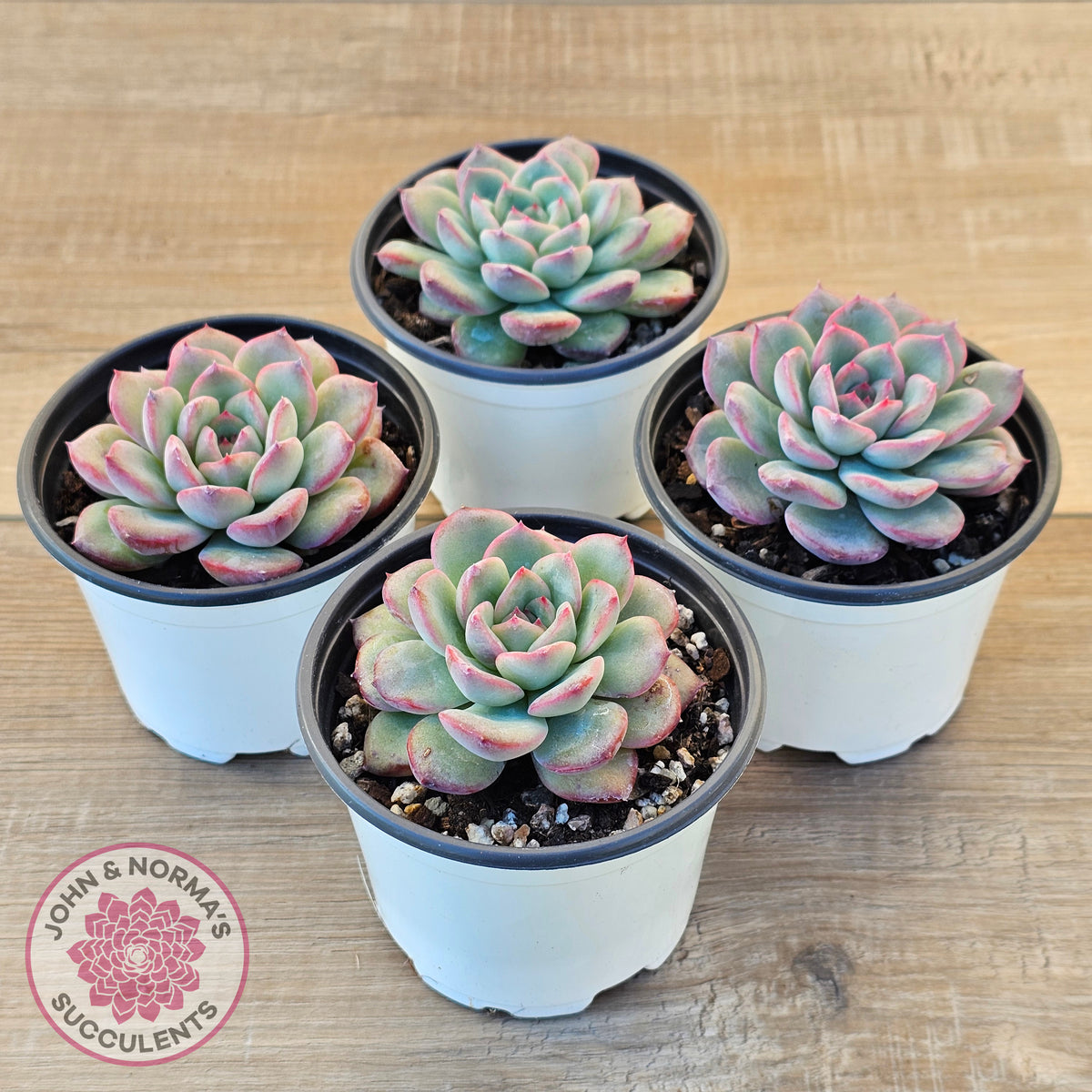 Echeveria 'Lip Gloss'