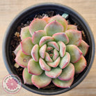 Echeveria 'Lip Gloss'