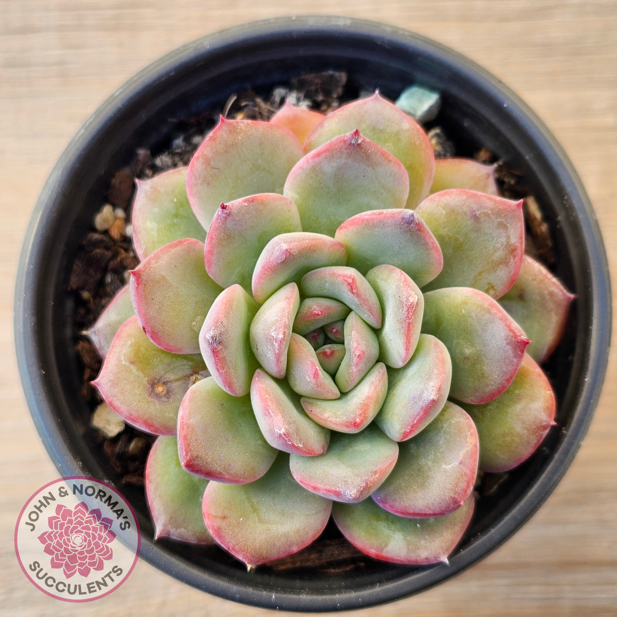 Echeveria 'Lip Gloss'