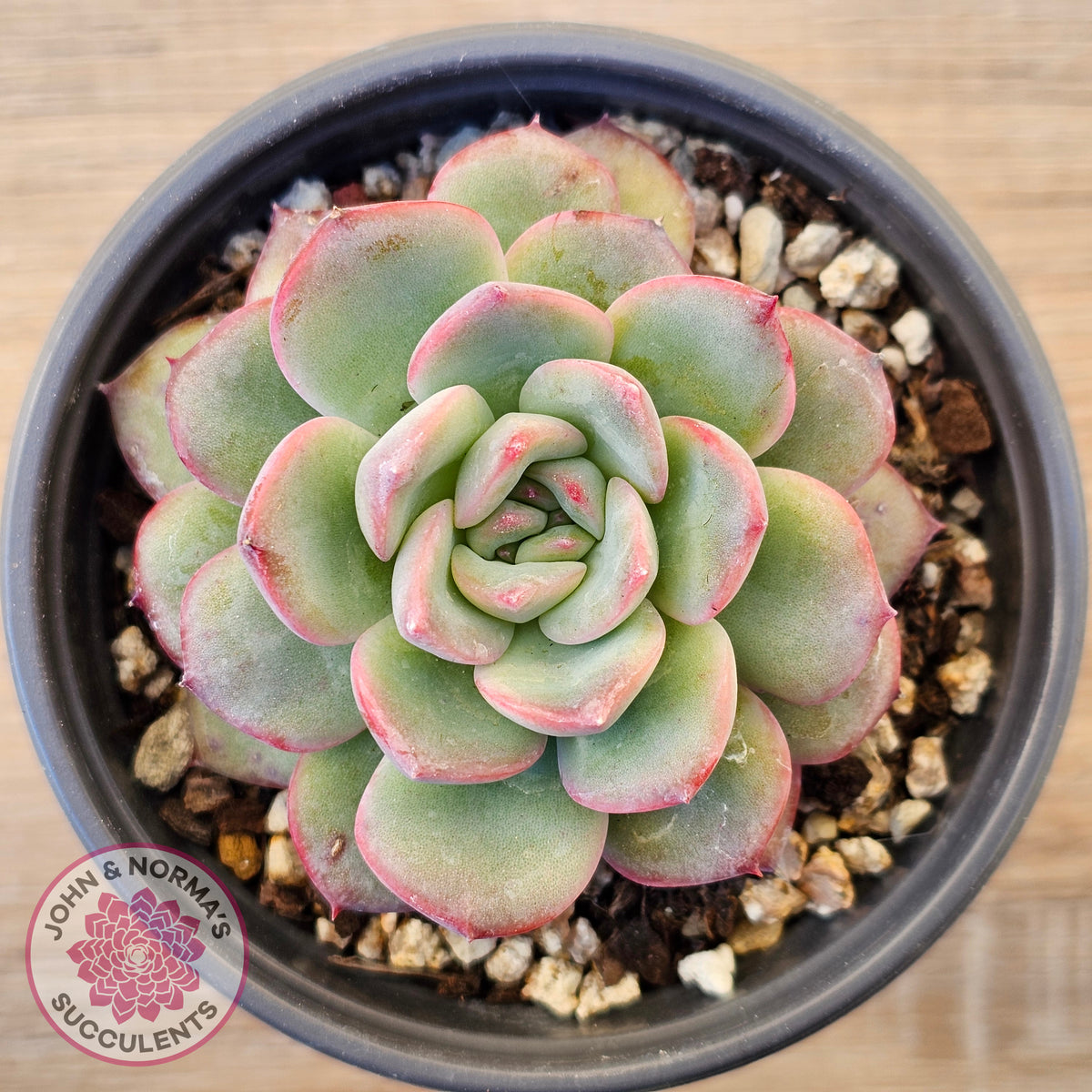 Echeveria 'Lip Gloss'