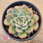 Echeveria 'Lip Gloss'
