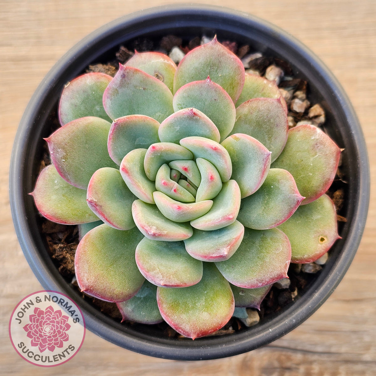 Echeveria 'Lip Gloss'